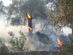 Güneyyaka yangınında bin civarında zeytin ağacı zarar gördü