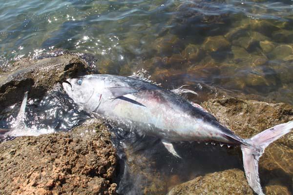 327737-600x400.jpg 327737-600x400.jpg