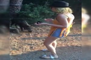 738302-domuz-surusunu-mamalarla-beslediler-57dbaa206dd3f.jpg 738302-domuz-surusunu-mamalarla-beslediler-57dbaa206dd3f.jpg