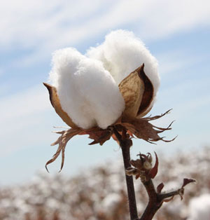cotton-1.jpg