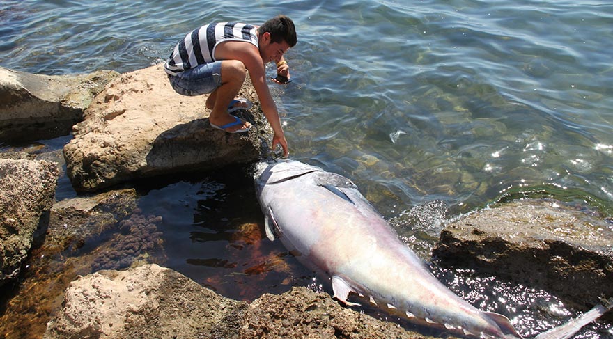 orkinos.jpg orkinos.jpg